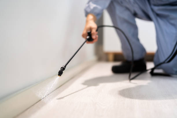 Licensed Wasp Removal service in Oak Ridge, FL - Show Me Pest Control